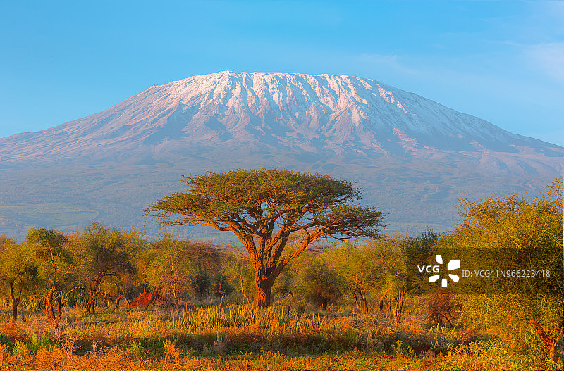 乞力马扎罗山与金合欢树 - 高动态范围成像图片素材