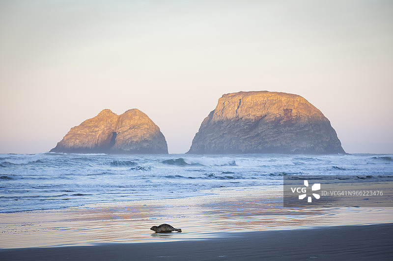 美国俄勒冈州内塔茨湾日出时分沙滩上的海豹图片素材