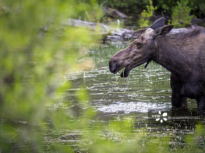 在爱达荷州麦考尔市庞德罗萨州立公园池塘中，雌性驼鹿（Alces alces）正在啃食水生植物图片素材