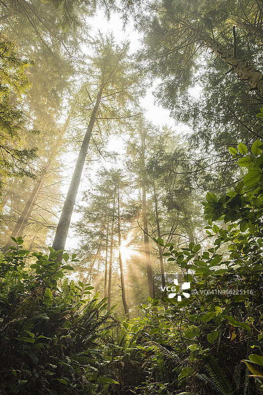 加拿大不列颠哥伦比亚省温哥华岛太平洋沿岸国家公园西海岸小径：阳光在树木间闪耀图片素材