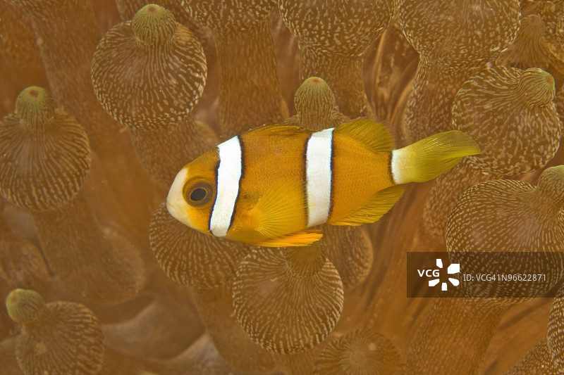 海葵鱼，海葵，菲律宾加莱拉港图片素材