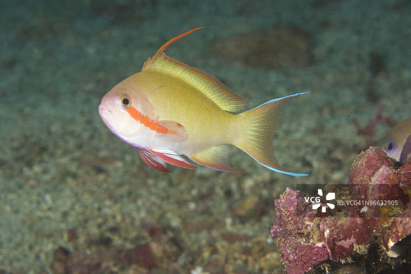 公花鮨鱼（拟花鮨属）图片素材