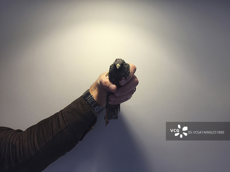 男子靠在墙上手持八哥鸟图片素材