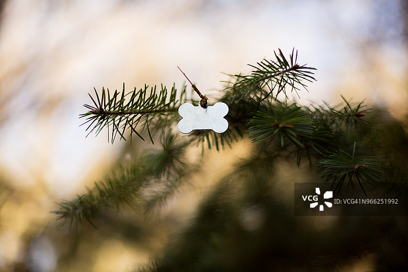 挂在树枝上的狗牌图片素材