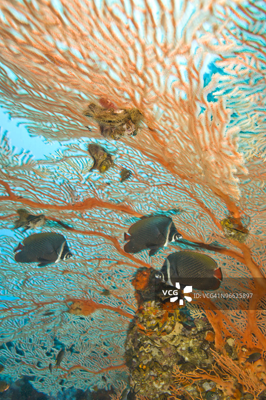 领蝴蝶鱼图片素材