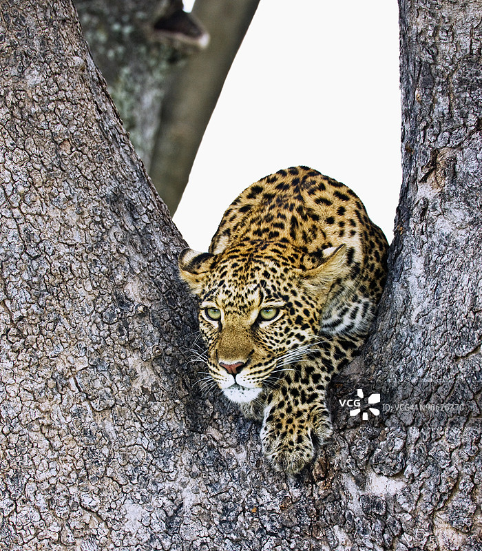 豹（Panthera pardus）图片素材