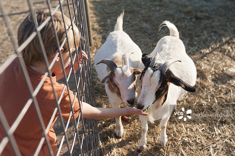 男孩在农场喂山羊的俯视图图片素材
