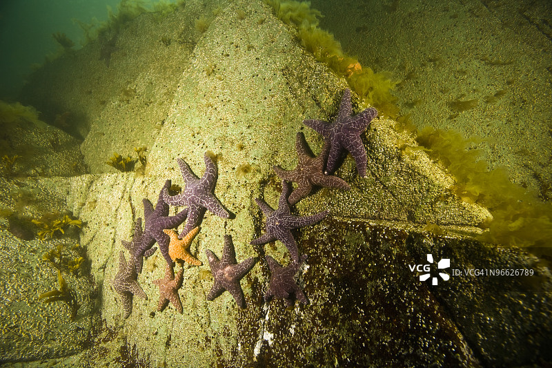 赭色海星图片素材