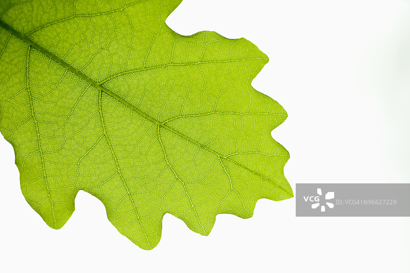 叶子图片素材