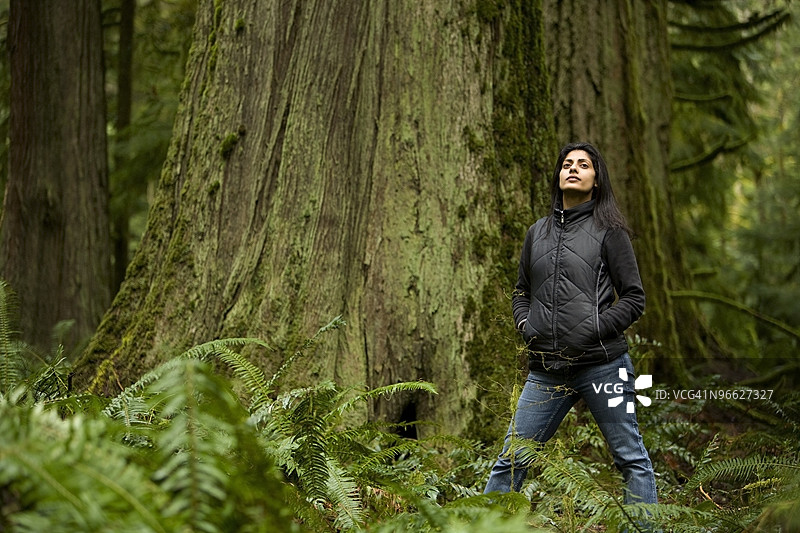 女人欣赏一棵古老的雪松树图片素材