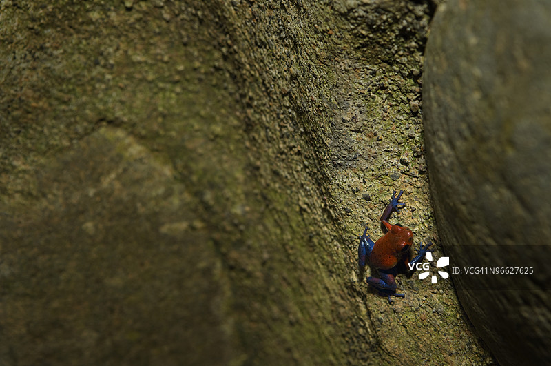 毒箭蛙图片素材