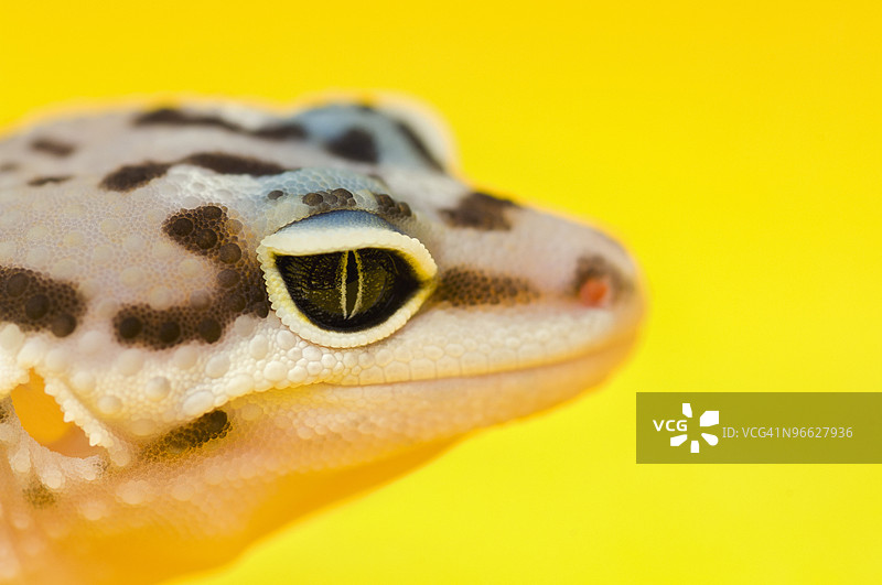 幼年豹纹壁虎图片素材