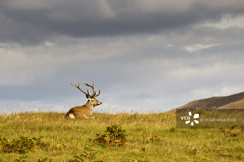 雄鹿在山丘上休息图片素材