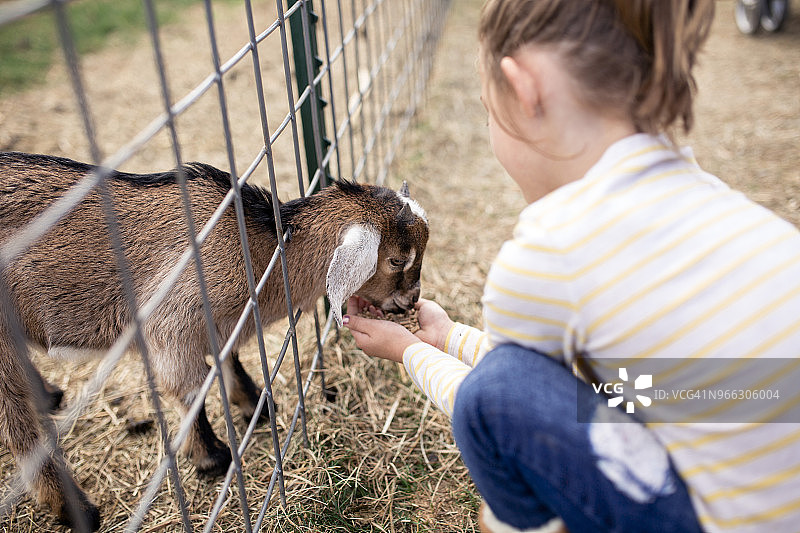 女孩在农场喂小山羊图片素材