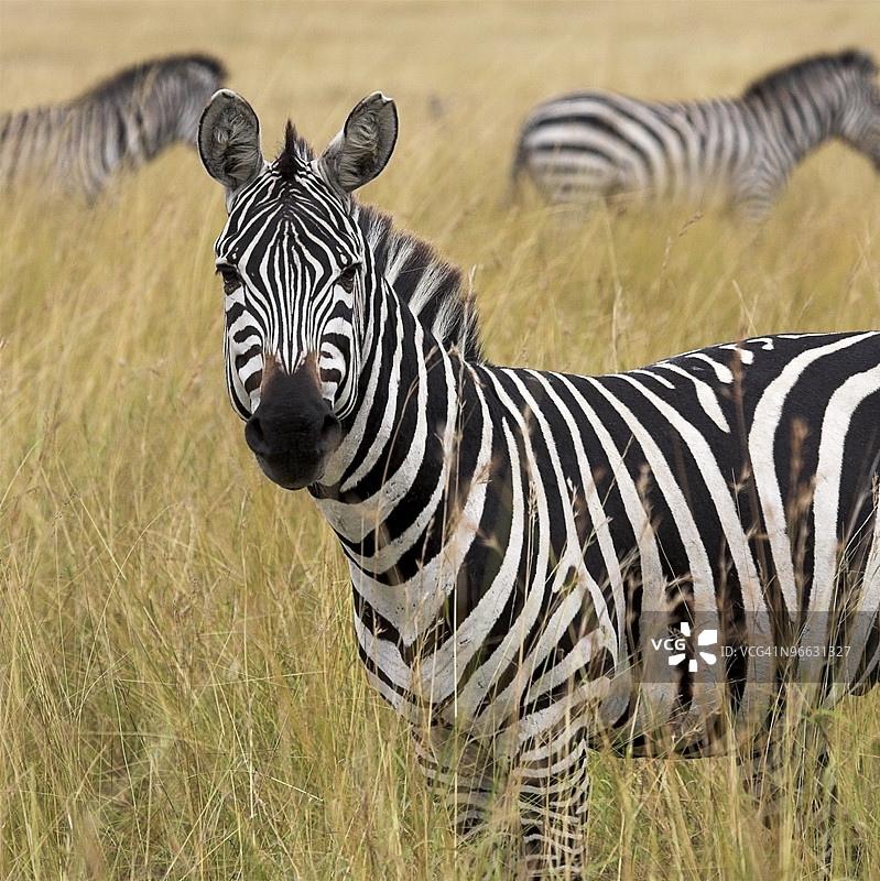高草中的斑马图片素材