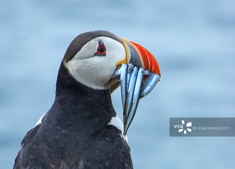 英格兰法恩群岛，斯塔普岛上的大西洋海鹦图片素材