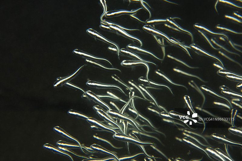 菲律宾杜马格特幼年条纹鲶鱼图片素材