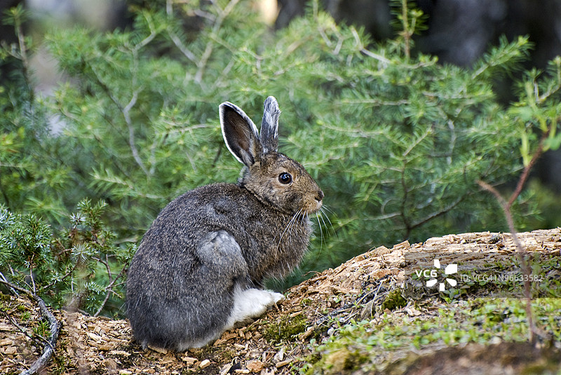 雪鞋兔图片素材