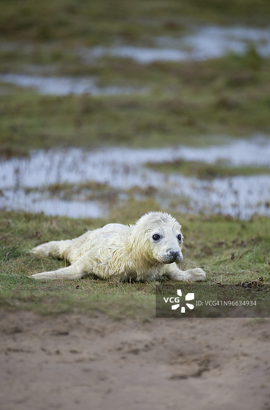 小海豹在地上玩耍图片素材