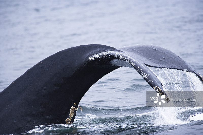 座头鲸（Megaptera novaengliae），内陆通道，阿拉斯加东南部，美国图片素材