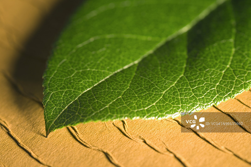 叶子在纹理背景上图片素材