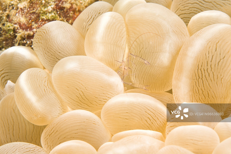 菲律宾Puerto Galera气泡珊瑚中清洁虾图片素材