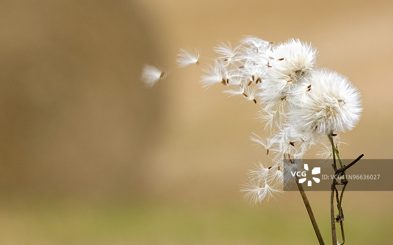 蒲公英绒毛图片素材