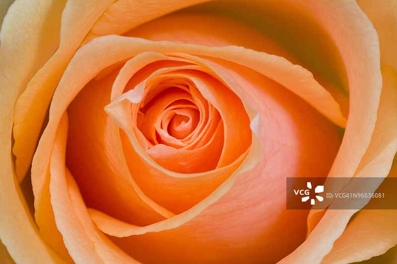 橙色玫瑰图片素材