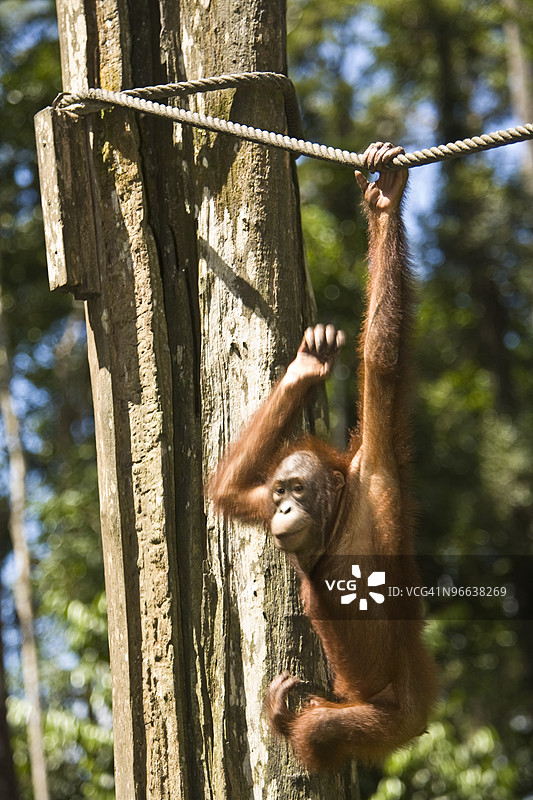 幼年猩猩悬挂在绳子上图片素材