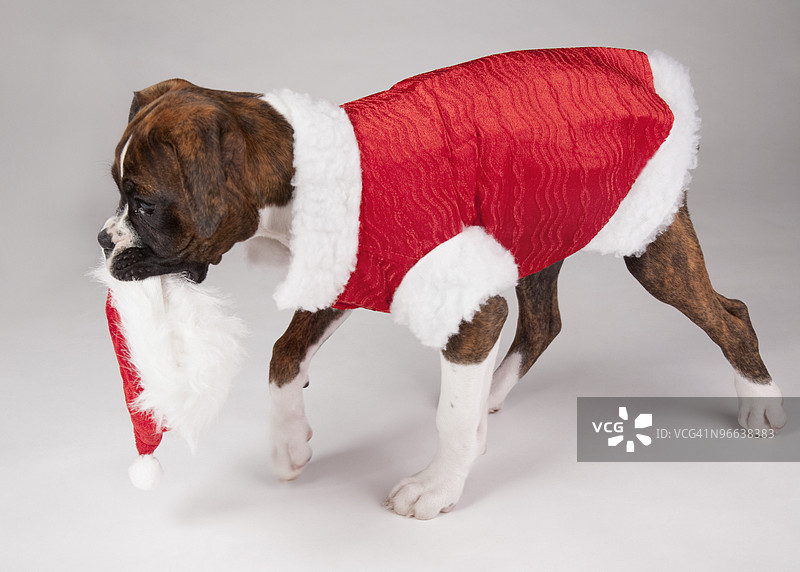 穿着圣诞老人服装的狗图片素材
