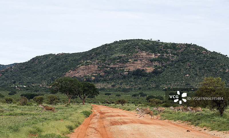 察沃东国家公园，肯尼亚蒙巴萨图片素材