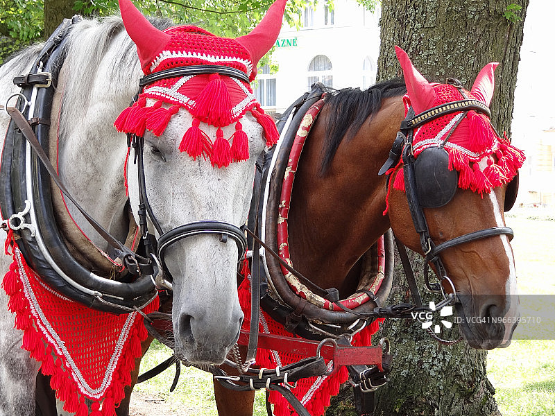 两匹马佩戴精美装饰马具图片素材