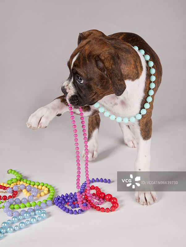 戴着项链的狗图片素材