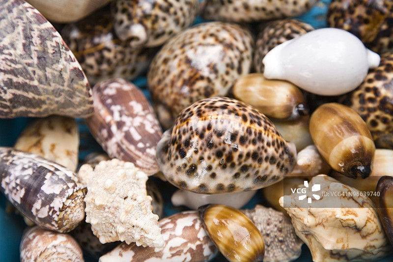 海贝壳，维尔德岛，菲律宾，公主港，东南亚图片素材