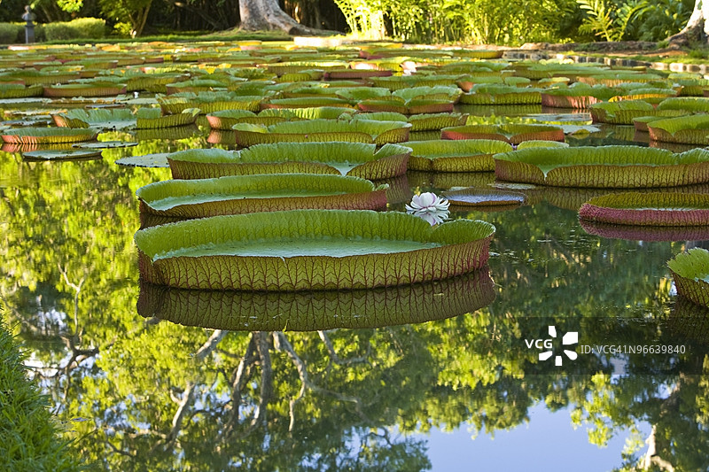 有巨型亚马逊维多利亚睡莲的池塘图片素材