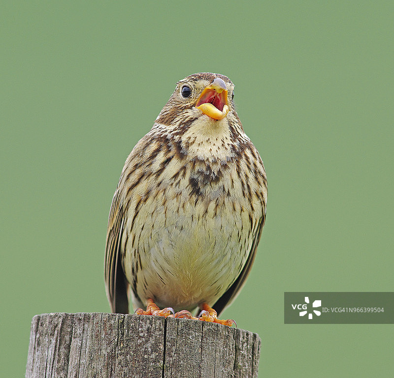 玉米带。图片素材