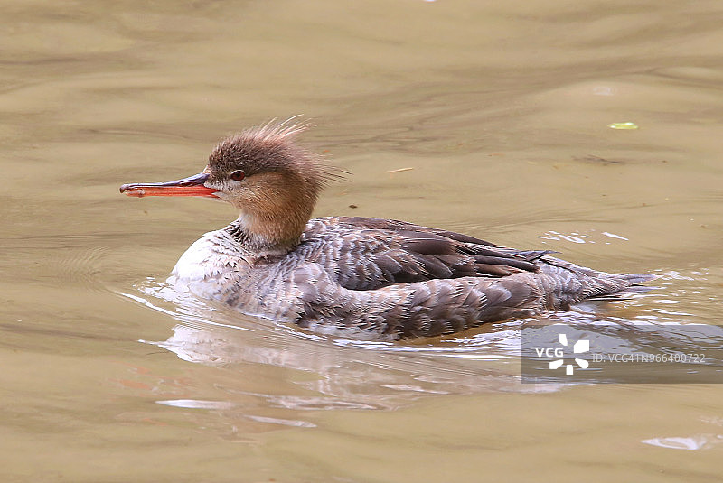 成熟的雄性角鸊鷉鸭图片素材