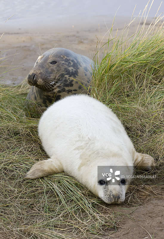成年海豹和幼海豹图片素材