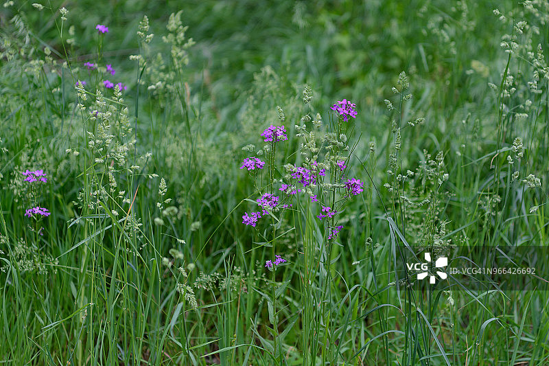 内布拉斯加州伍德河附近的火箭花图片素材