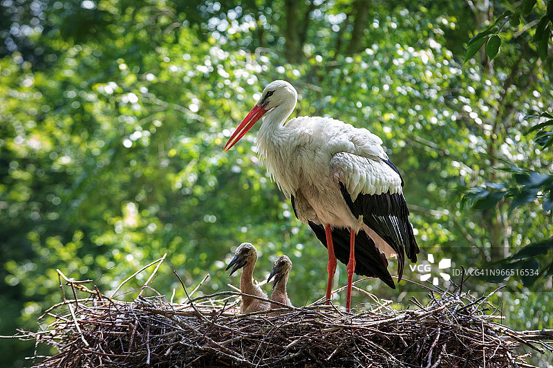 鹳鸟在它的巢里图片素材