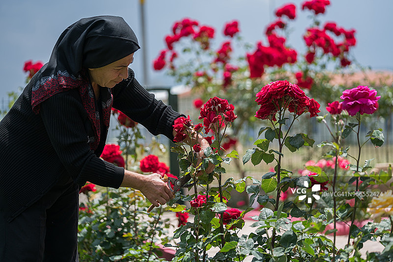 穆斯林年长妇女在后院园艺图片素材