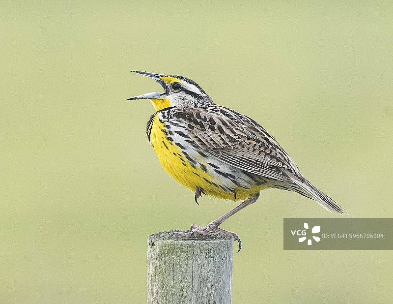 东部草地鹨在唱歌图片素材