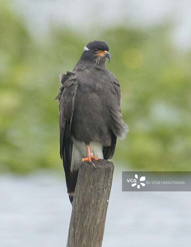 栖息在柱子上的蜗鸢图片素材
