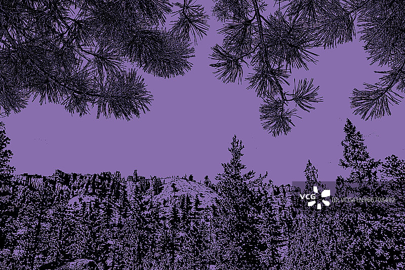 布莱斯峡谷国家公园和黄松针叶背景图片素材