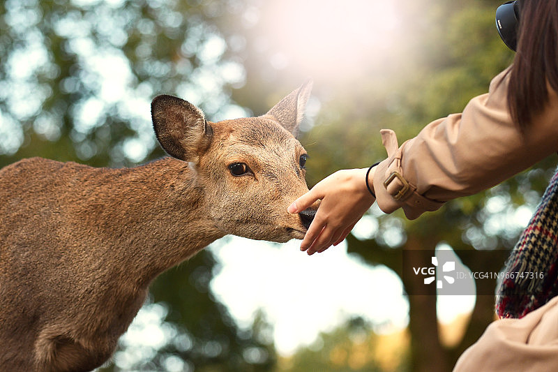 日本奈良公园的鹿图片素材