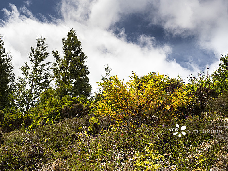 葡萄牙亚速尔群岛特塞拉岛潮湿森林内景图片素材