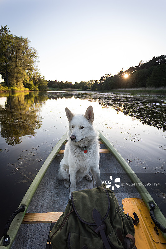 在独木舟上的萨摩耶犬图片素材