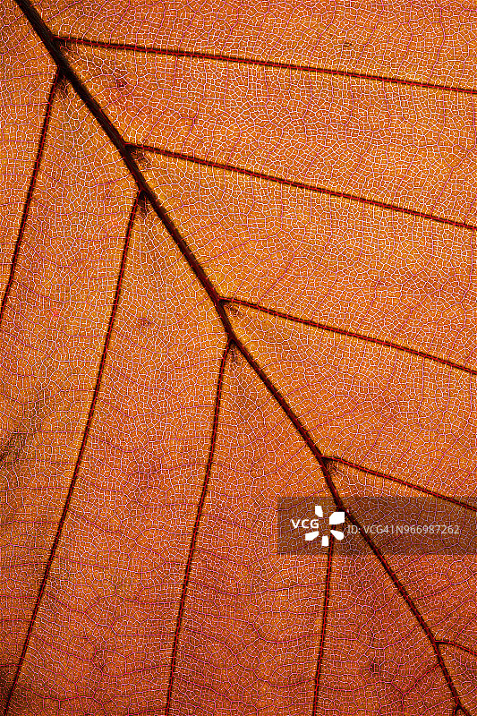 高分辨率逆光叶子特写图片素材