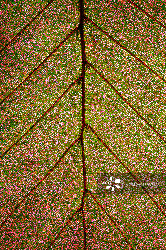 高分辨率逆光叶子特写图片素材