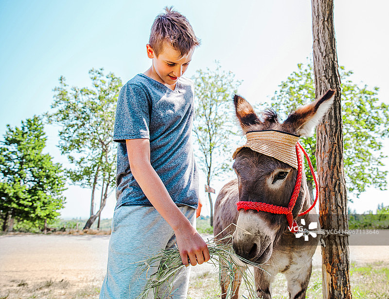 宠物动物园里的驴图片素材